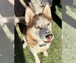 Small Photo #2 Siberian Husky Puppy For Sale in Cedar Crest, NM, USA