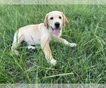 Puppy Pink Collar Labrador Retriever