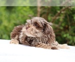 Small #22 ShihPoo