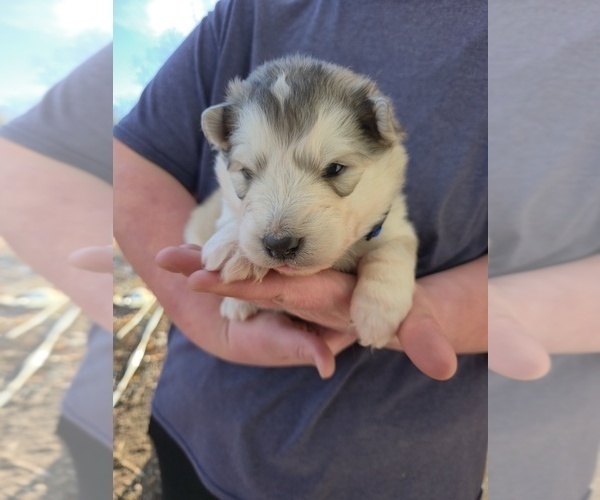 Medium Photo #6 Alaskan Malamute Puppy For Sale in CRIVITZ, WI, USA