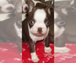 Puppy Lexus Boston Terrier
