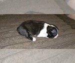 Small #4 Boston Terrier