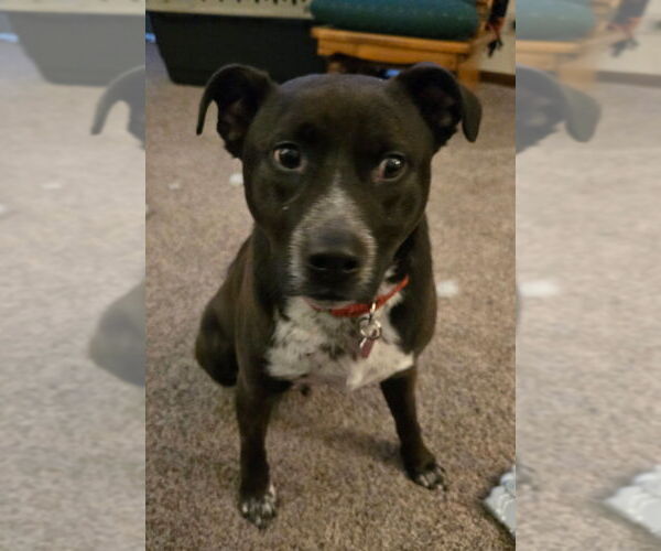 Medium Photo #8 Mutt Puppy For Sale in Mundelein, IL, USA