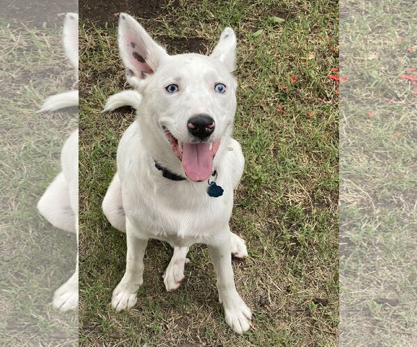 Medium Photo #3 Australian Shepherd-Unknown Mix Puppy For Sale in Dallas, TX, USA