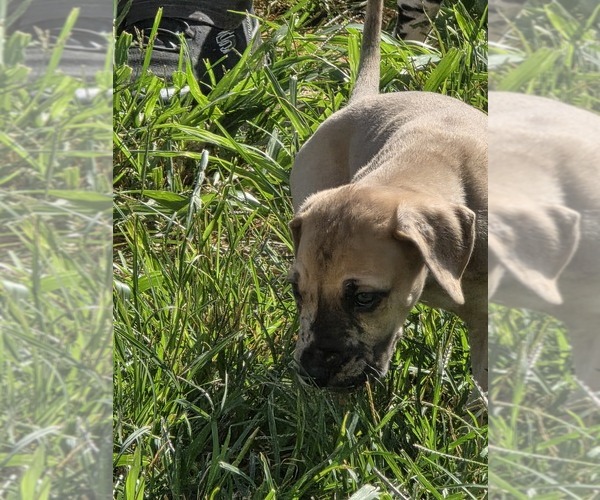 Medium Photo #2 Great Dane Puppy For Sale in MOLINE, IL, USA