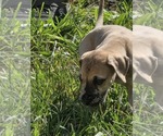 Small #1 Great Dane