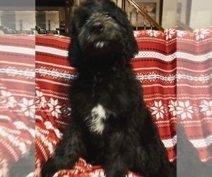 Aussiedoodle Puppy for sale in ELKIN, NC, USA