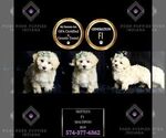 Small #7 Maltipoo (Miniature)