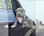 Small Photo #5 American Pit Bull Terrier Puppy For Sale in CHAMBERSBURG, PA, USA