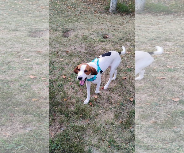 Medium Photo #7 Coonhound Puppy For Sale in Clinton , MI, USA