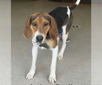 Small #2 Treeing Walker Coonhound Mix