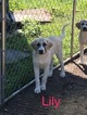 Small Photo #1 Anatolian Shepherd Puppy For Sale in GAINESVILLE, FL, USA