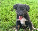 Puppy Orchid Border-Aussie