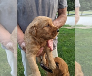 Golden Retriever Puppy for sale in EUREKA, IL, USA