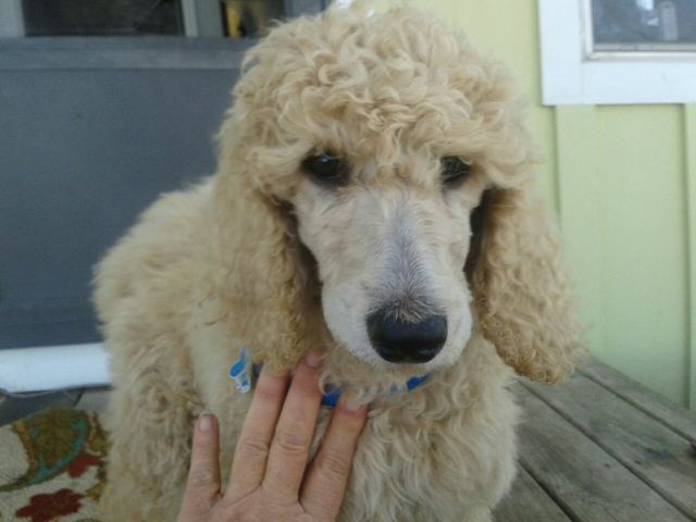 Medium Photo #1 Poodle (Standard) Puppy For Sale in ROUND TOP, TX, USA