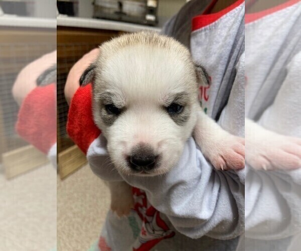 Medium Photo #1 Siberian Husky Puppy For Sale in WAHPETON, ND, USA