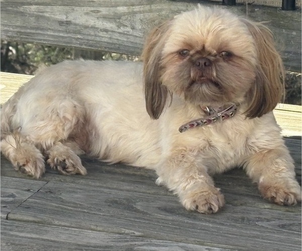 Medium Photo #1 Shih Tzu Puppy For Sale in FAIRVIEW, TN, USA