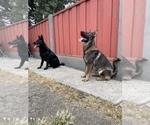 Small #20 German Shepherd Dog