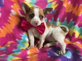 Chihuahua Puppy for sale in HONEY BROOK, PA, USA