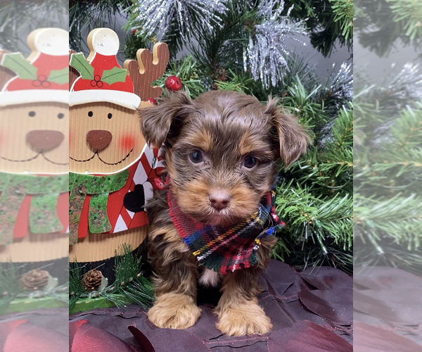 Medium Photo #5 Shorkie Tzu-Yorkshire Terrier Mix Puppy For Sale in SELLERSBURG, IN, USA
