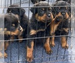 Small #7 Rottweiler