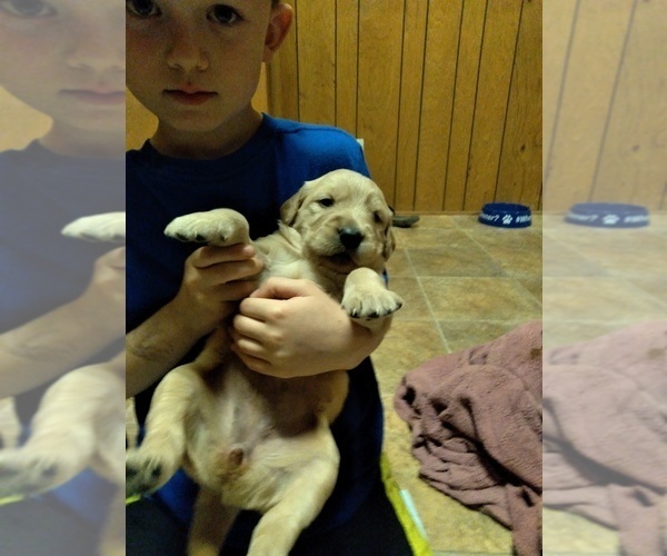 Medium Photo #1 Golden Retriever Puppy For Sale in UNION, SC, USA