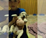 Small Photo #1 Golden Retriever Puppy For Sale in UNION, SC, USA