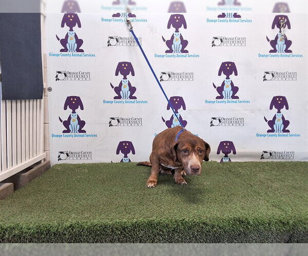 Medium Photo #1 Mutt Puppy For Sale in Orlando, FL, USA