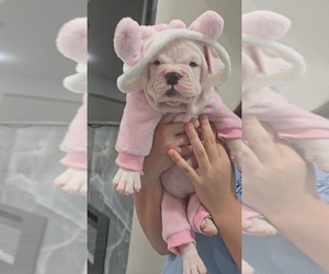 American Bully Puppy for sale in NORTH PORT, FL, USA