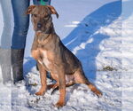 Small #4 Shepradors