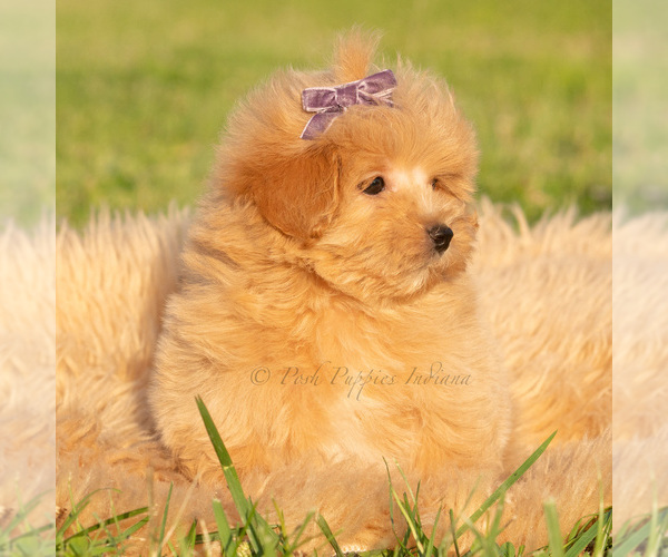 Medium Photo #49 Maltipoo (Toy) Puppy For Sale in WARSAW, IN, USA