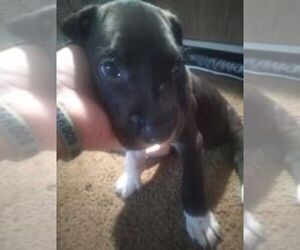 Great Dane Puppy for sale in SEVIERVILLE, TN, USA