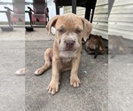 Puppy Delilah American Bully