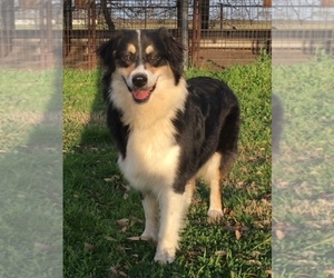 Mother of the Australian Shepherd puppies born on 05/06/2025