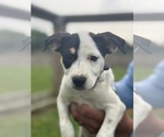 Small #2 Retriever  Mix