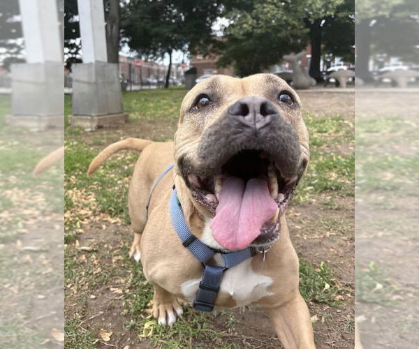 Medium Photo #34 Mutt Puppy For Sale in Philadelphia, PA, USA