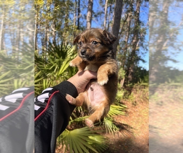 Medium Photo #1 Chihuahua-Chorkie Mix Puppy For Sale in SAINT AUGUSTINE, FL, USA