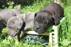 Small Photo #1 Cane Corso Puppy For Sale in POMONA, CA, USA