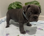 Small Photo #10 French Bulldog Puppy For Sale in TAMPA, FL, USA