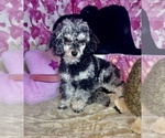 Small #2 Poodle (Toy)