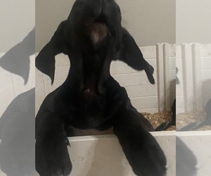 Great Dane Puppy for sale in HANFORD, CA, USA