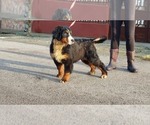 Small #3 Bernese Mountain Dog