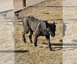 The River Pups- Mesquite in NM fka Romeo - Male Holland Shepherd-Unknown Mix Dog for Adoption - Photo #4