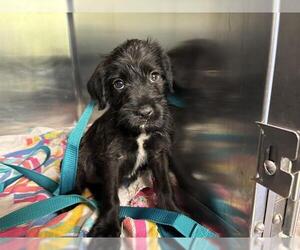 Labrador Retriever-Unknown Mix Dogs for adoption in Grand Prairie, TX, USA