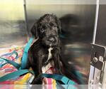 Small Labrador Retriever Mix