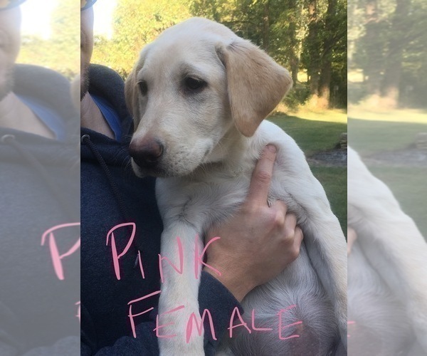 Medium Photo #3 Labrador Retriever Puppy For Sale in ARLINGTON, IN, USA