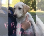 Small Photo #3 Labrador Retriever Puppy For Sale in ARLINGTON, IN, USA