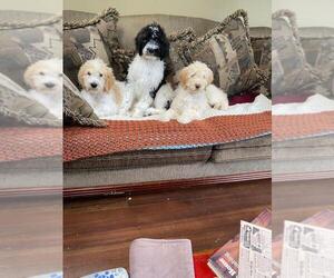 Poodle (Standard) Puppy for sale in Duncan, British Columbia, Canada