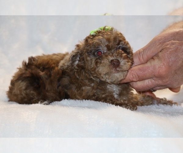 Medium Photo #8 Poodle (Toy) Puppy For Sale in DYERSBURG, TN, USA