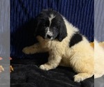Small Photo #41 Newfoundland Puppy For Sale in AURORA, IN, USA